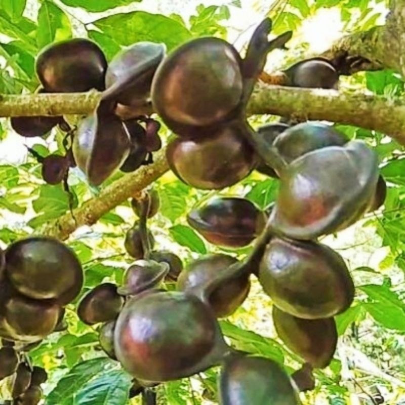 

jengkol tua mentah super pulen