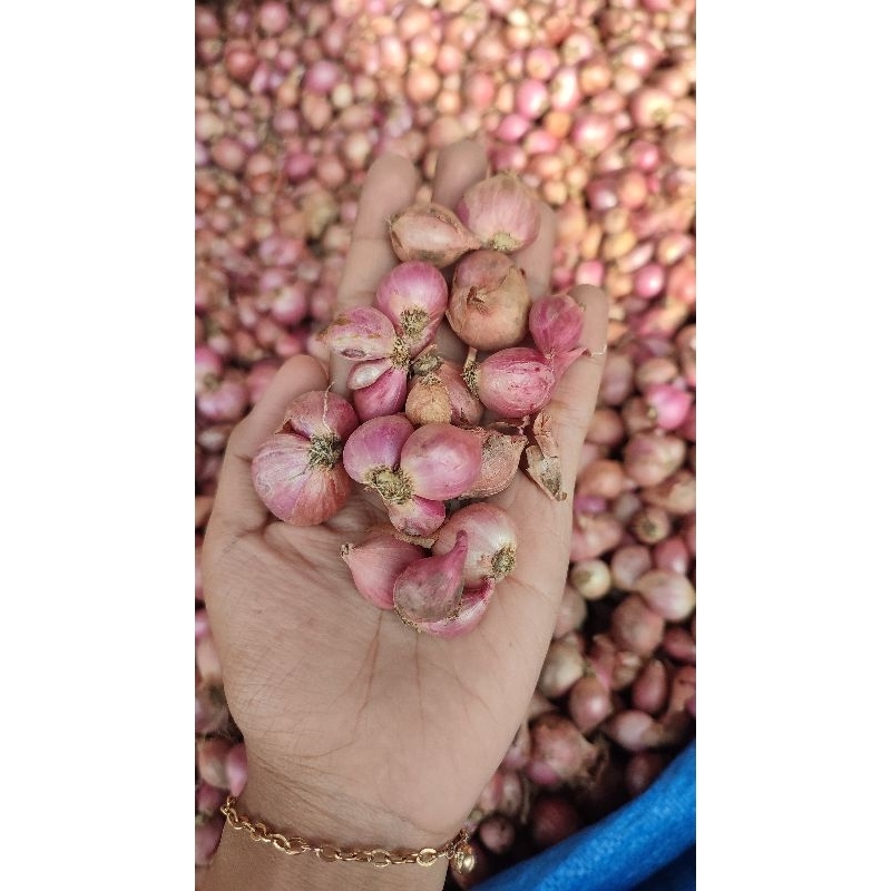 

Termurah bawang merang thailand sedang campur kecil murah