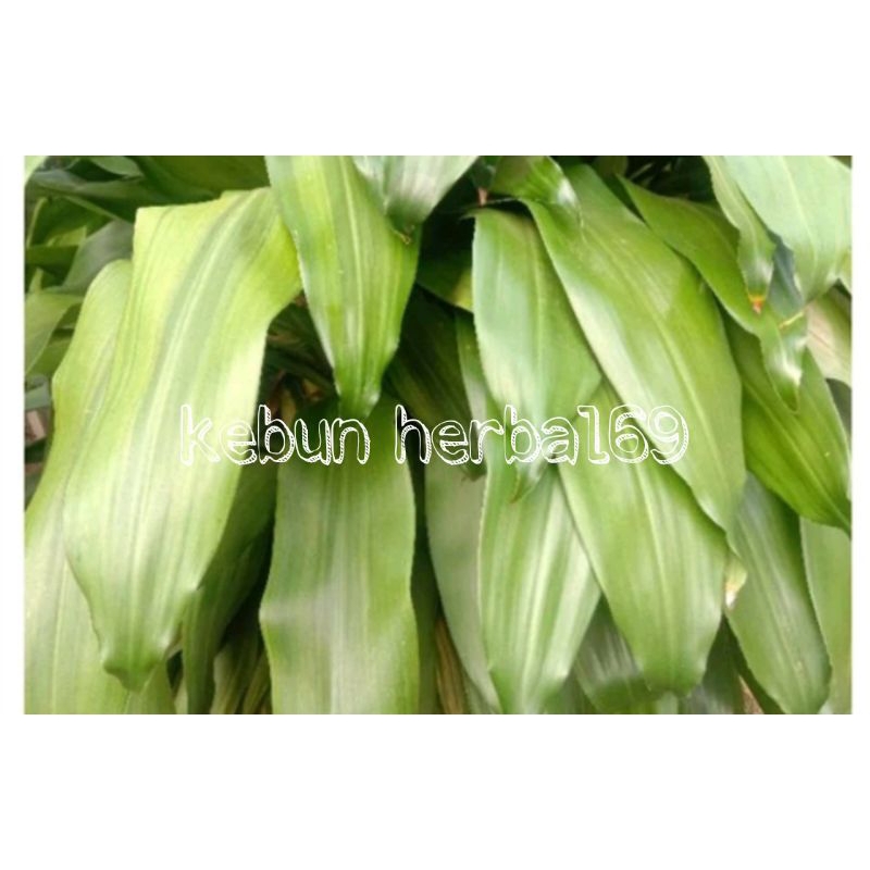 

Daun andong segar 500gr murah