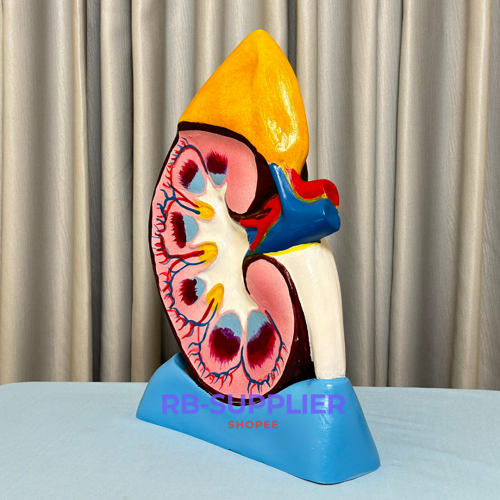 

Anatomi Ginjal-Torso Ginjal-Organ Tubuh Model Ginjal Manusia-Manekin/Manikin Alat Peraga Pendidikan