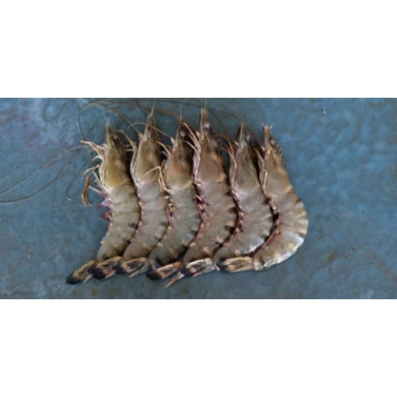 udang windu fresh