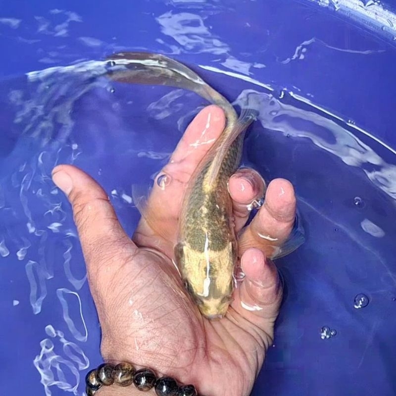 Ikan Koi Blitar Jenis Kumpay Slayer / Rumah Koi Jakarta / kode 0011