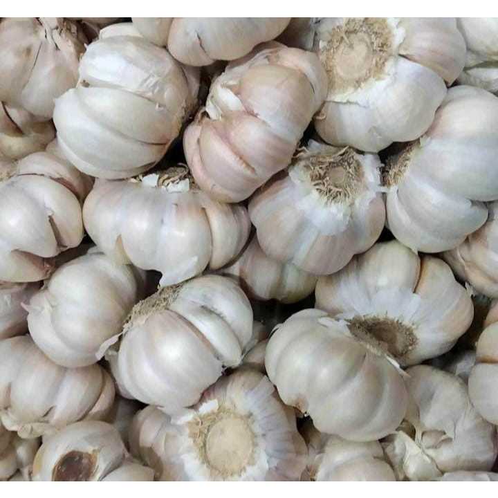 

BAWANG PUTIH 1KG BERSIH | murah berkualitas