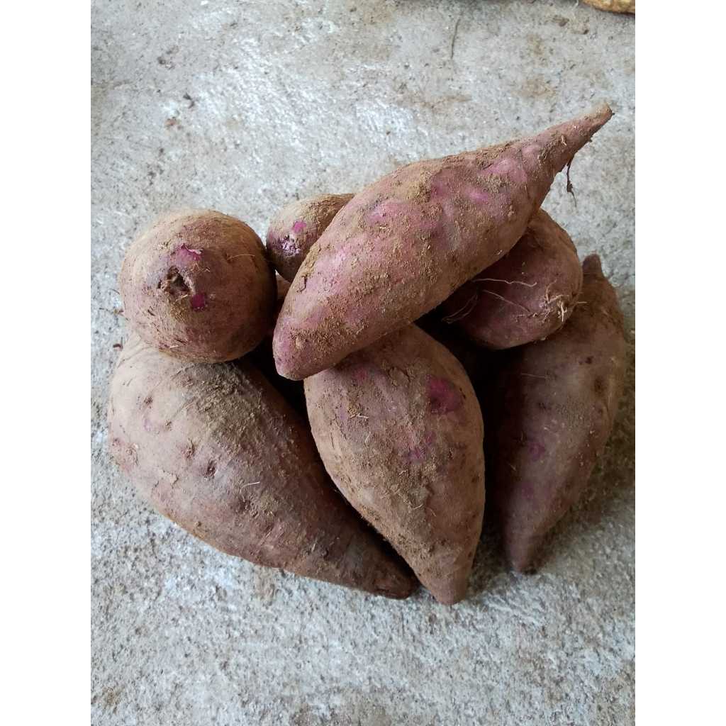 

ubi ungu segar 1kg ubi fresh