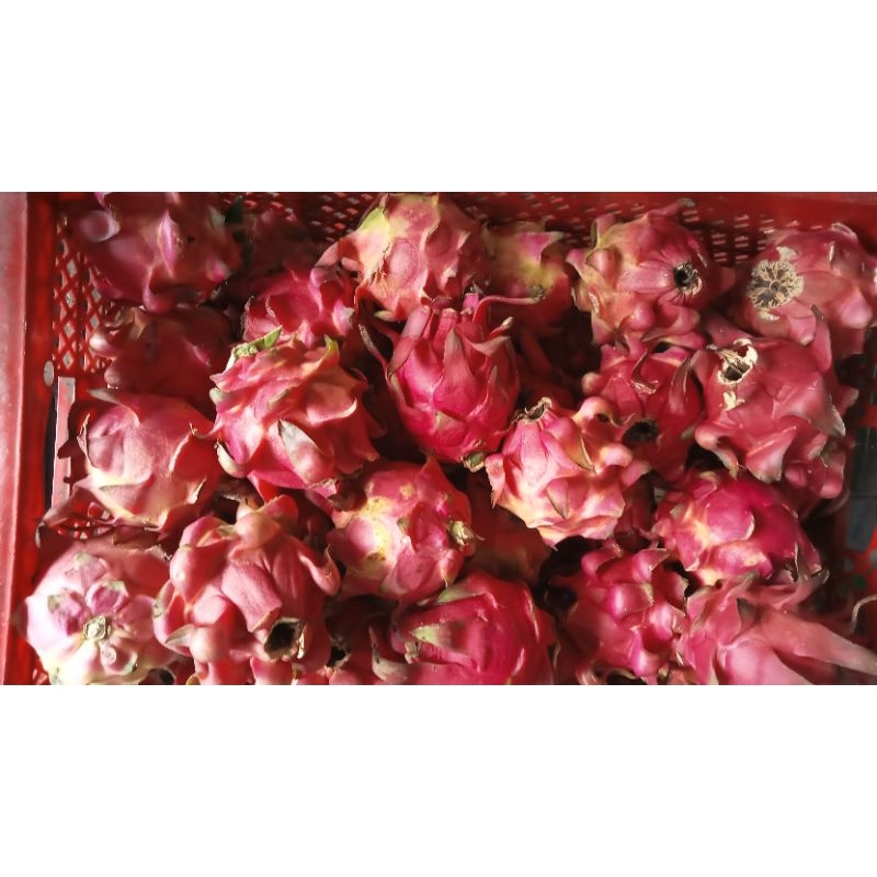

buah naga 10kg