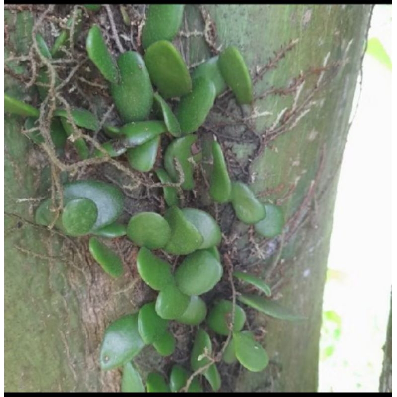 

promo daun picisan sisik naga segar 100gram
