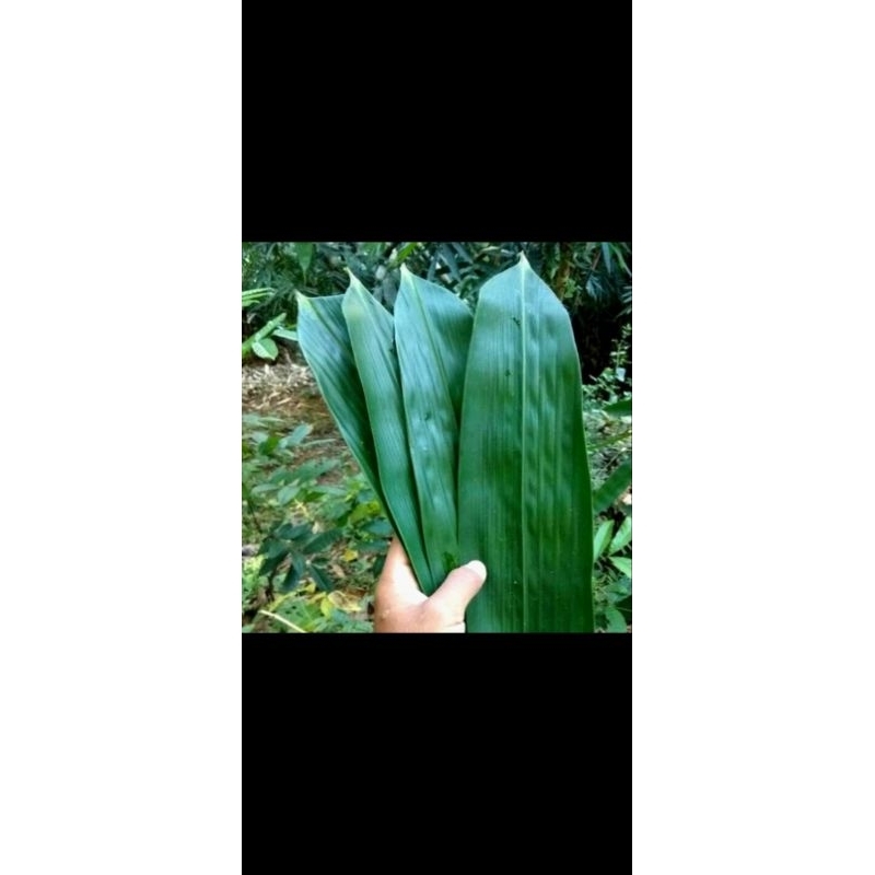 

50 lembar daun bacang,daun bambu bacang