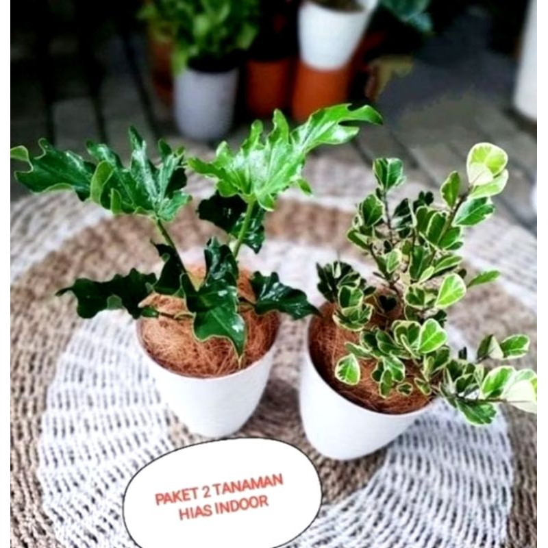 MURAH Hemat 2 paket tanaman hias hidup Philo jari & pohon beringin varigata