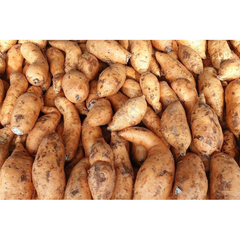 

Ubi cilembu mentah 1kg