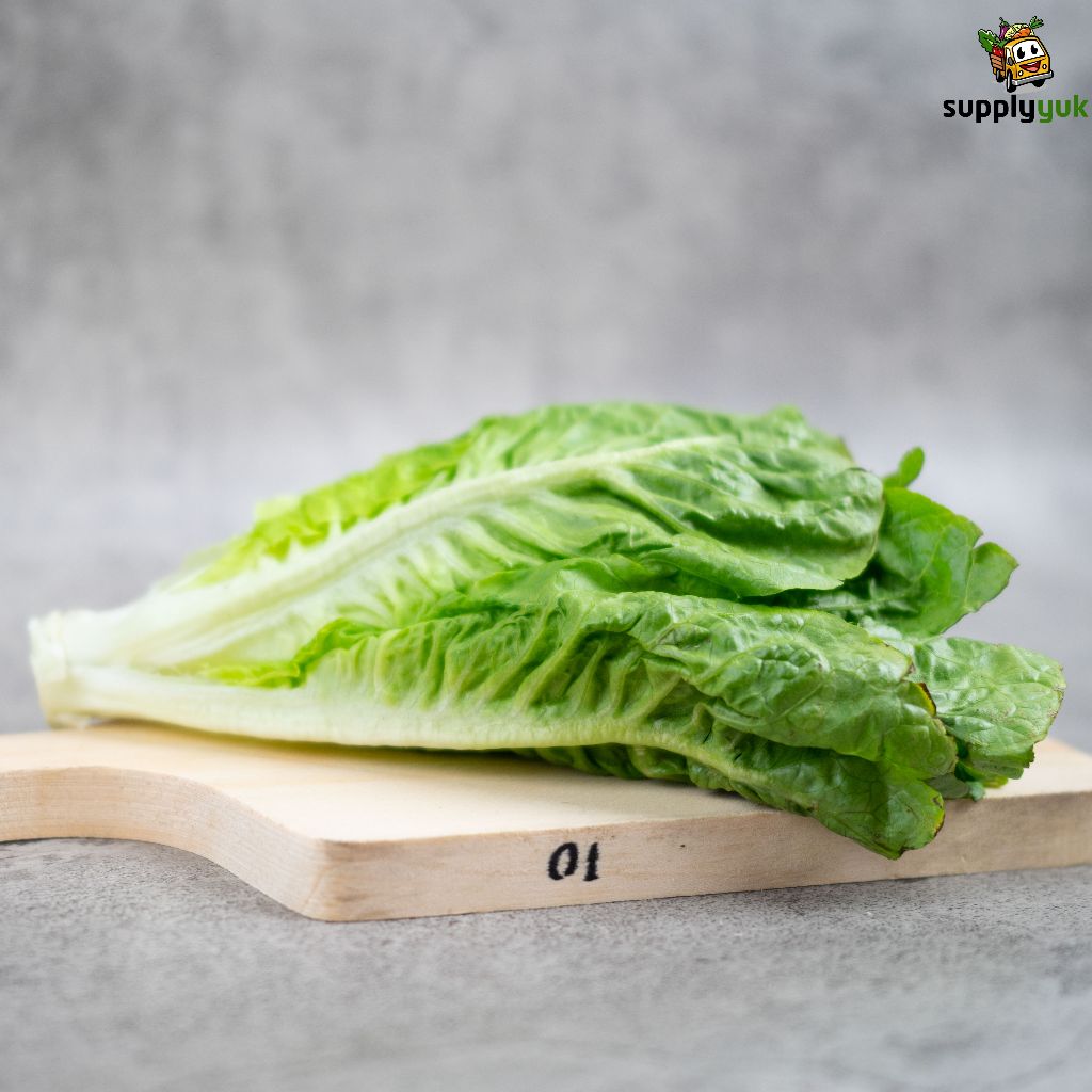 

KIRIM INSTAN Romaine