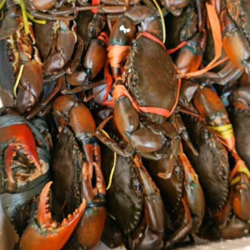 

Kepiting Segar Bandung