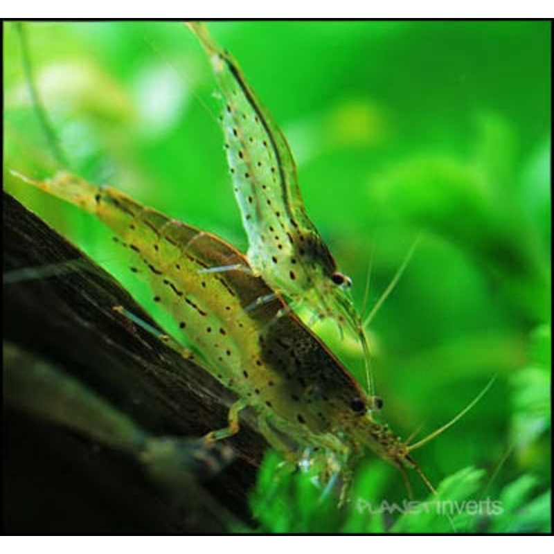 Stiker Udang Amano Shrimp paket 10 ekor/Pembersih alga Aquascape
