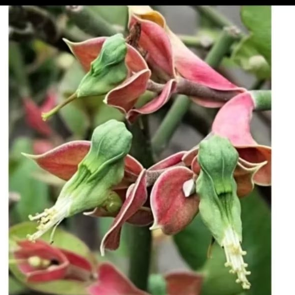 tanaman bunga  cucak Rowo