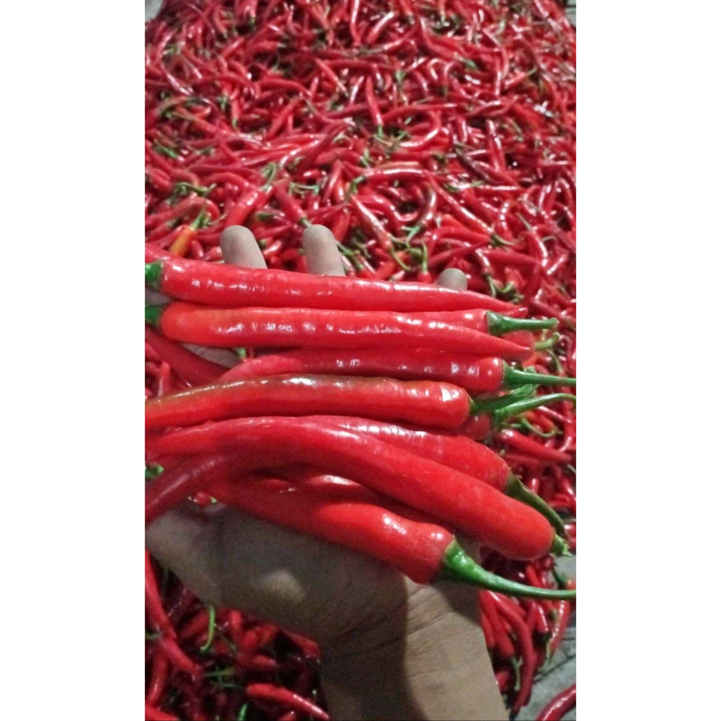 

Cabe Merah Besar 500gram Cabe Merah