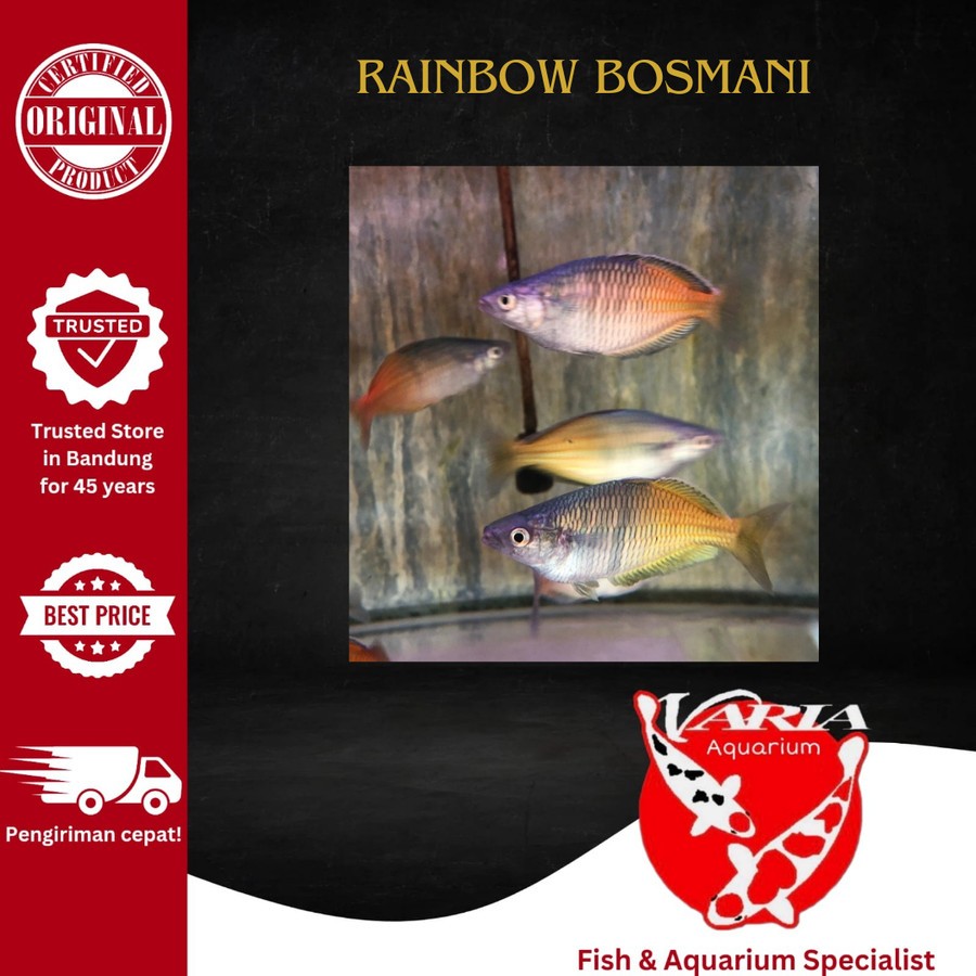 Ikan Hias Rainbow Bosmani Ikan Hias Aquarium Aquascape Rainbow Bosmani