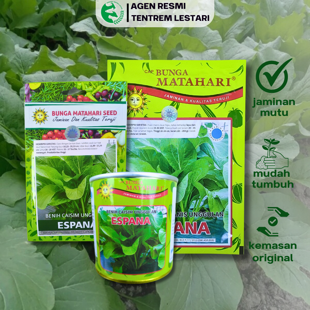 Benih Caisim Sawi Manis Jumbo ESPANA 50 gr Cap Bunga Matahari Tahan Penyakit & Produktivitas Tinggi