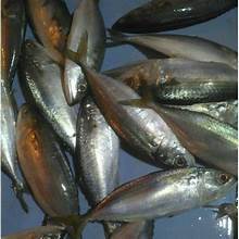

Ikan kembung banjar 1 kg