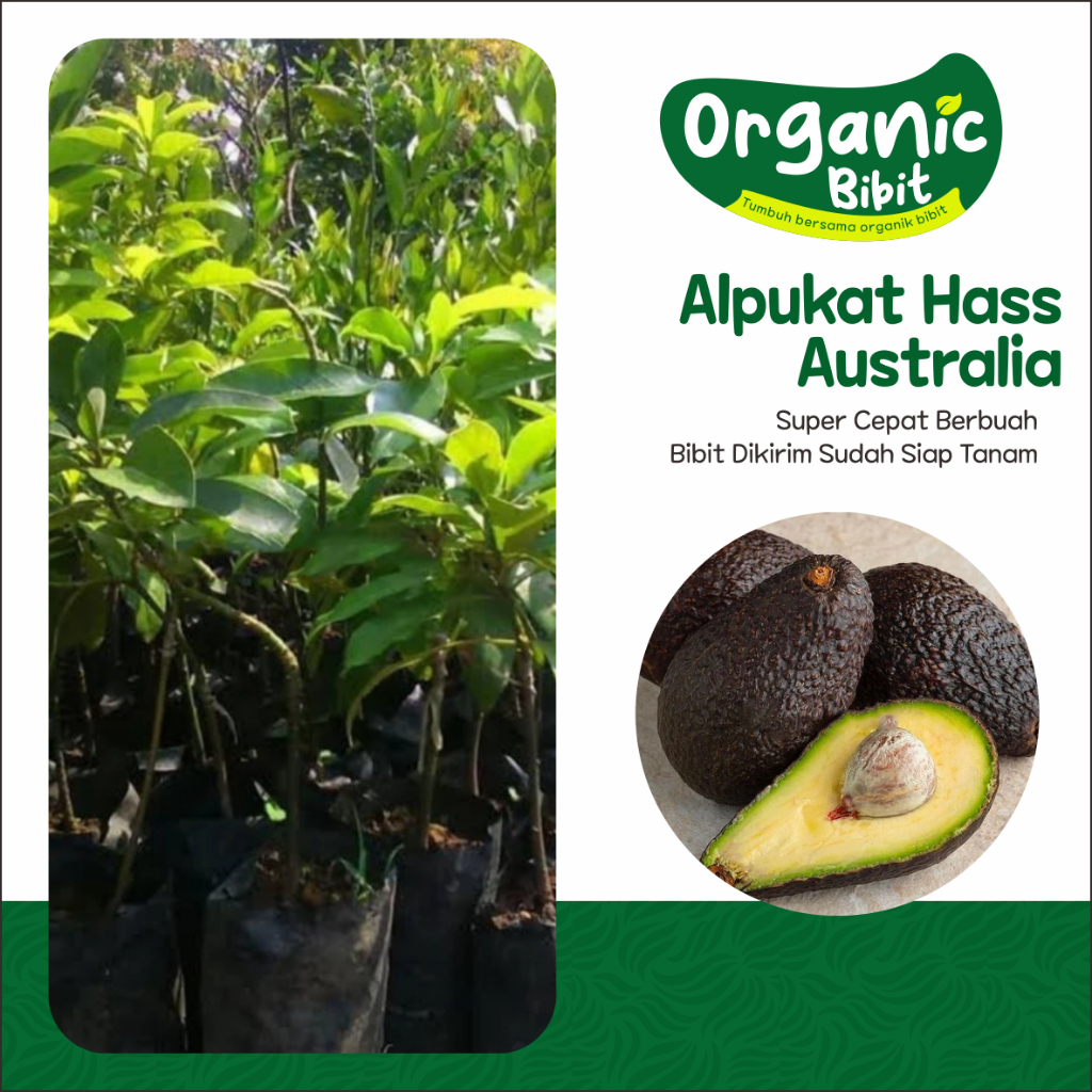 Bibit Alpukat Hass Australia Original Super