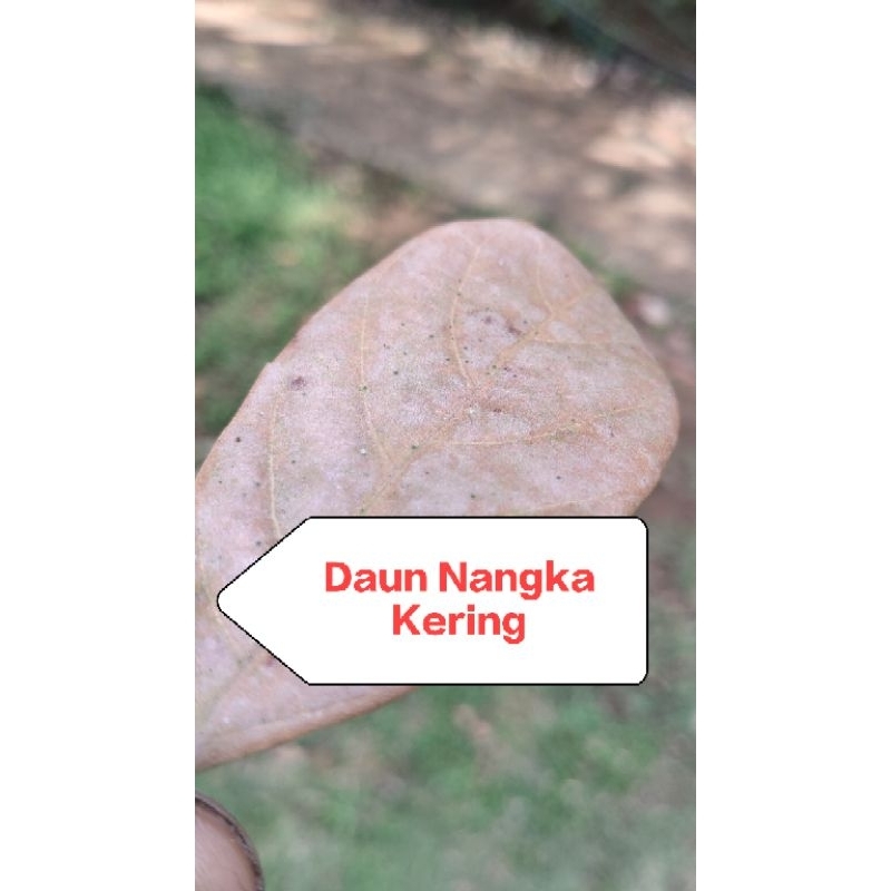 

Daun nangka kering isi 20