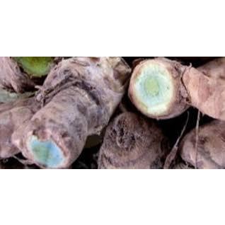 

Temu hitam / temu ireng segar 500gram