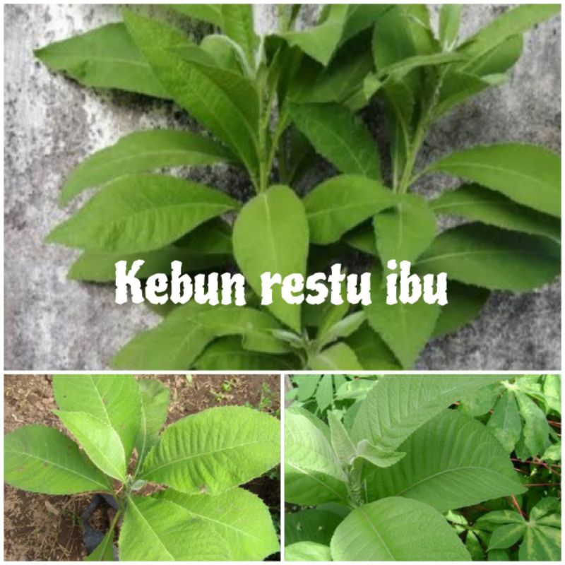 

Promo daun sembung segar 250gr langsung petik