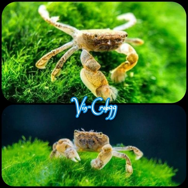 

Kepiting Hias Mini Full Air Tawar Pom Pom Crab (Ptychognathus Barbatus)