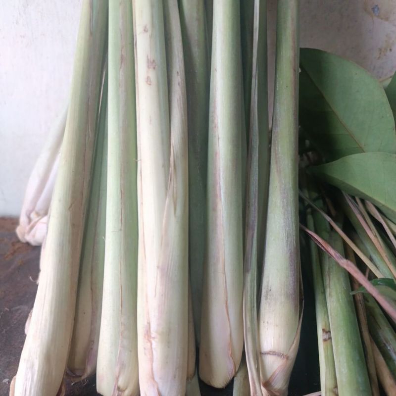 

Batang-Daun Serai Sereh 1 Kilo