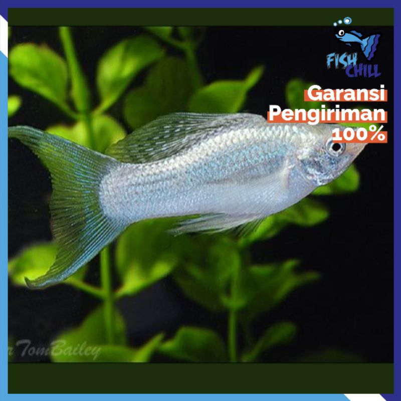 Hiasan Aquarium • MOLLY PLATINUM CAWANG • Aquascape Soliter Mini Lampu LED Batu Pasir Malang Aksesor