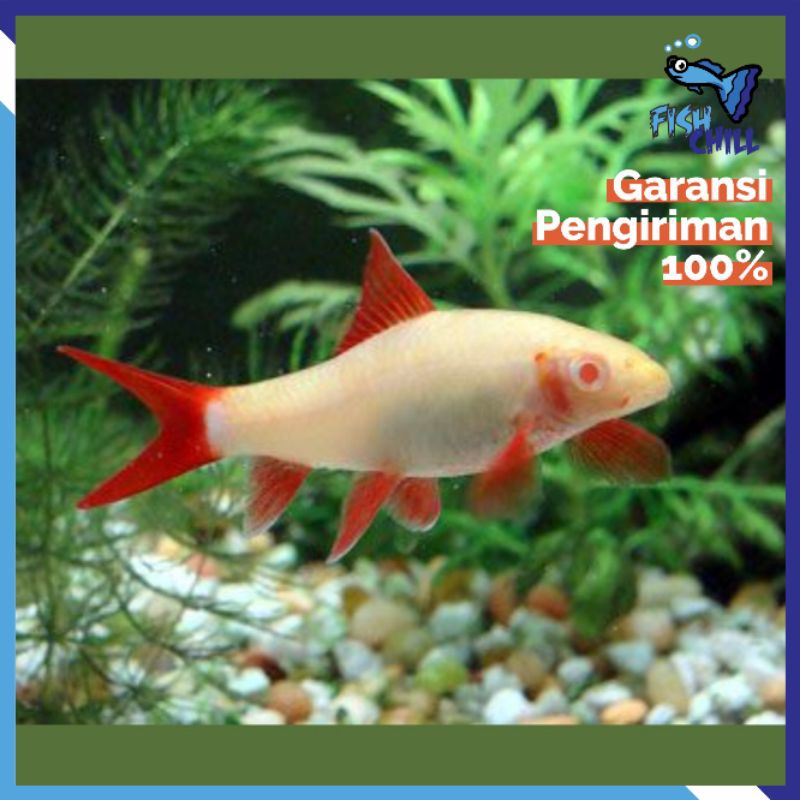 Hiasan Aquarium • RED FIN ALBINO • Aquascape Soliter Mini Lampu LED Batu Pasir Malang Aksesoris Mesi