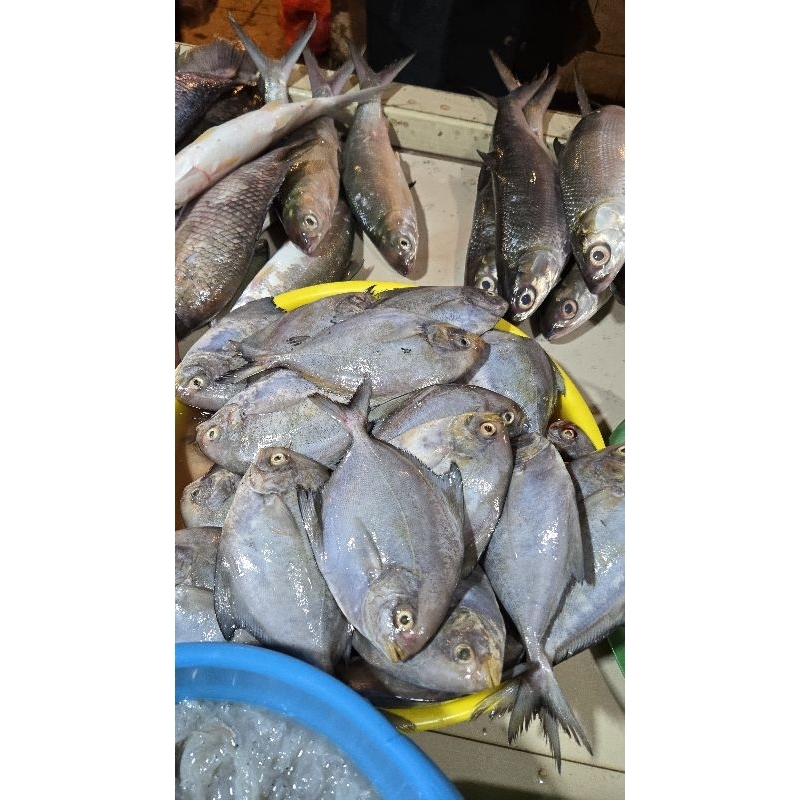 

Ikan bawal laut fresh