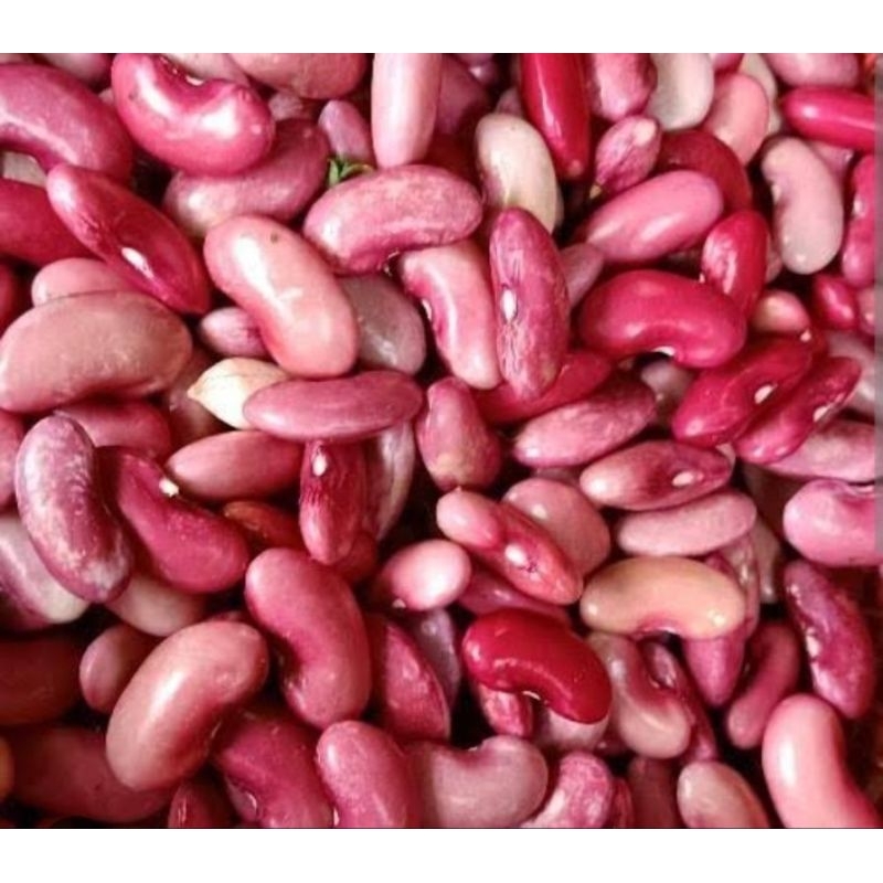 

kacang merah