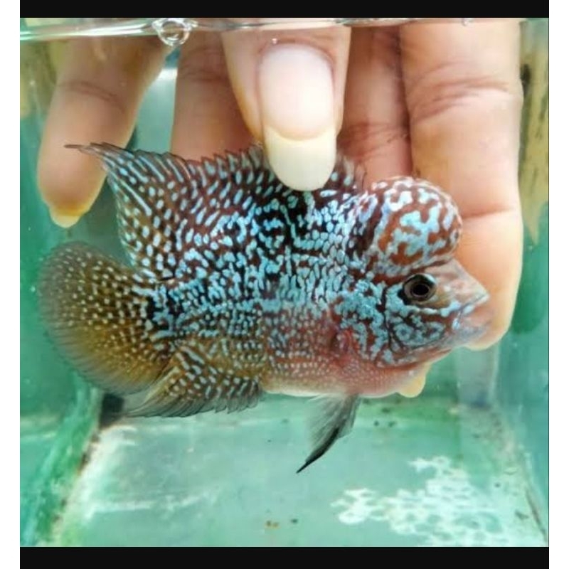 Hiasan Akuarium Louhan SRD x Cencu