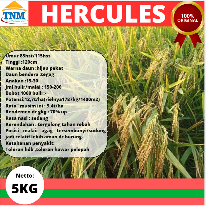 Biji Padi Hercules 5KG