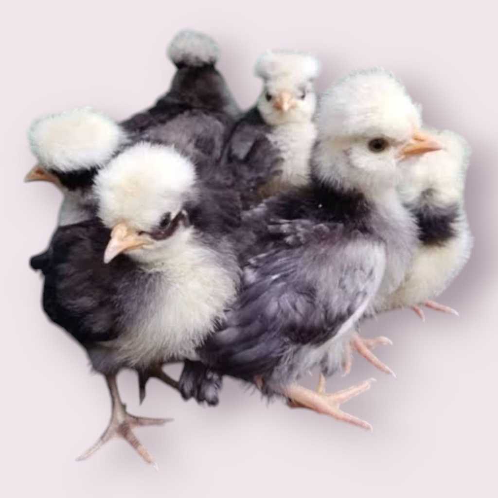 Ayam Hias - Ayam Poland - Ayam Polland - Ayam Polandia - USIA 0-1 MINGGU