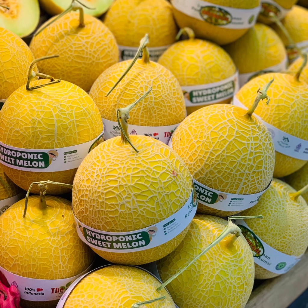 

Melon Greeniegal hidroponik