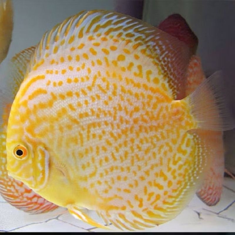 golden leopard discus aquarium