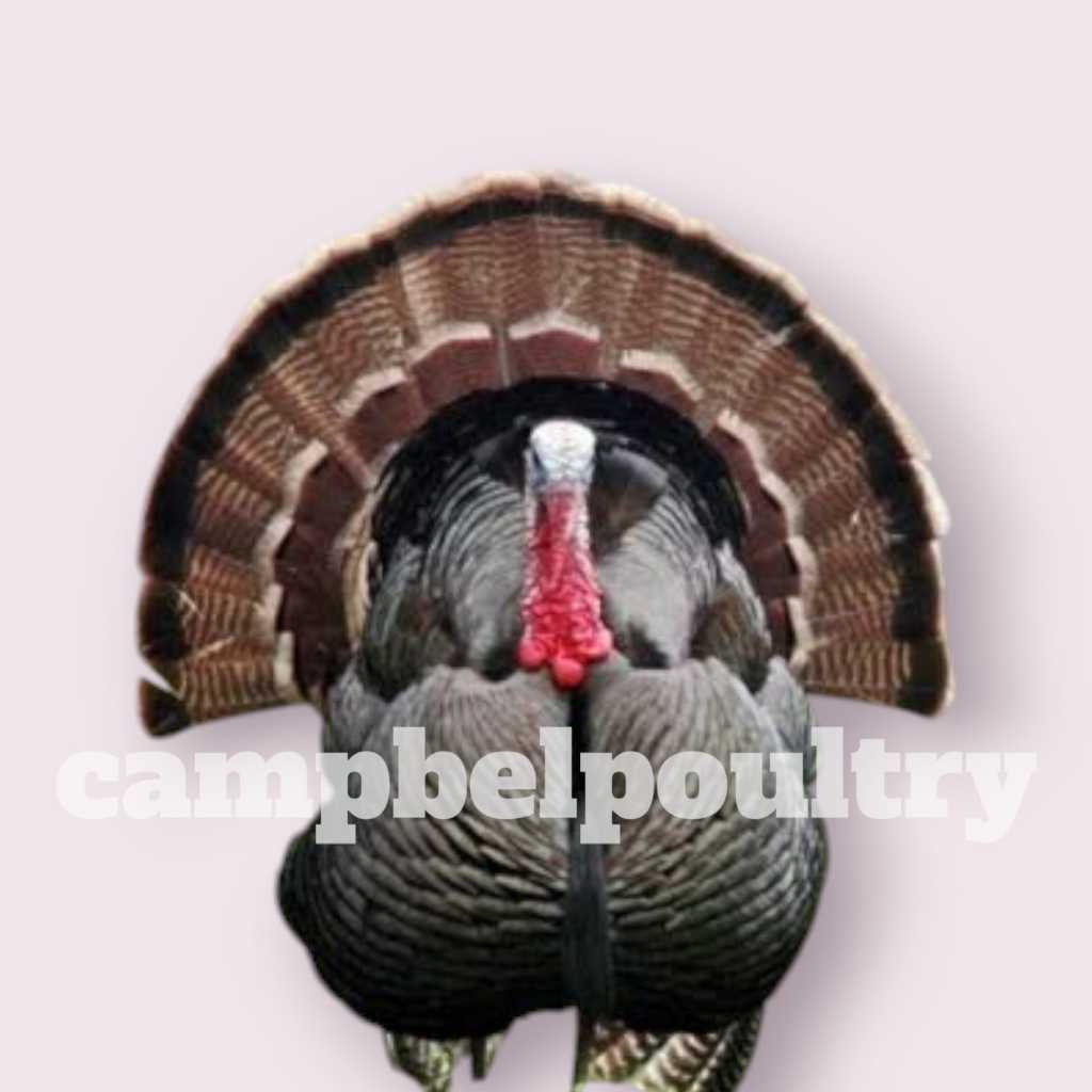 Ayam Hias - Ayam Kalkun - Ayam Turkey - USIA 0-1 MINGGU