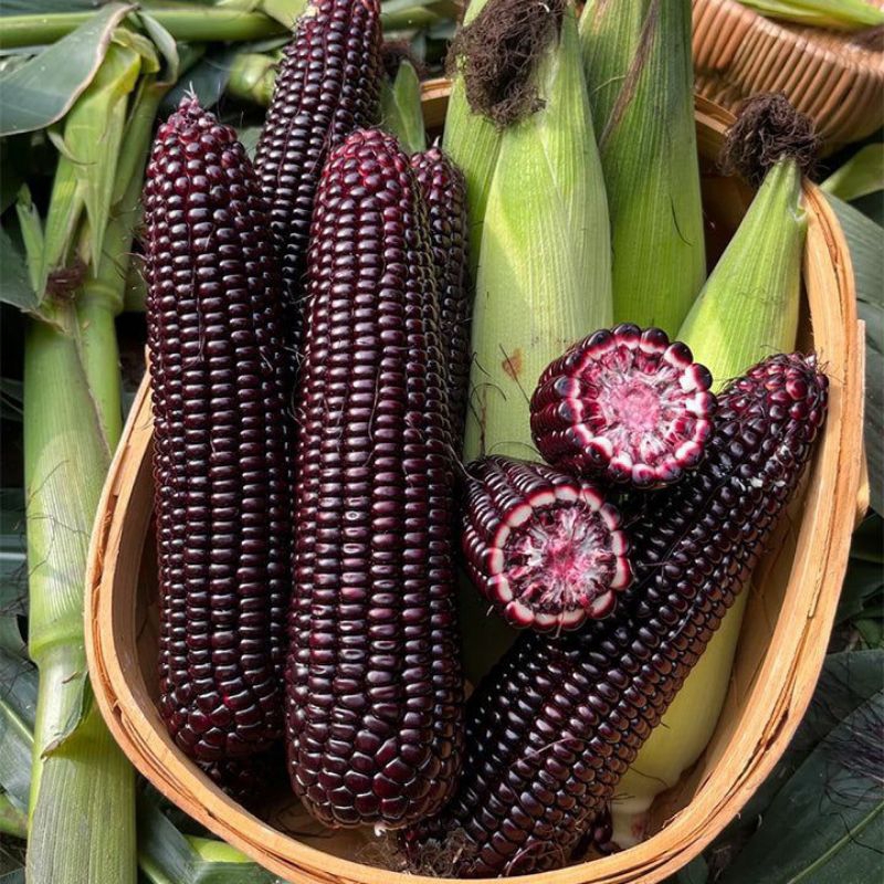 

JAGUNG PULUT KETAN HITAM