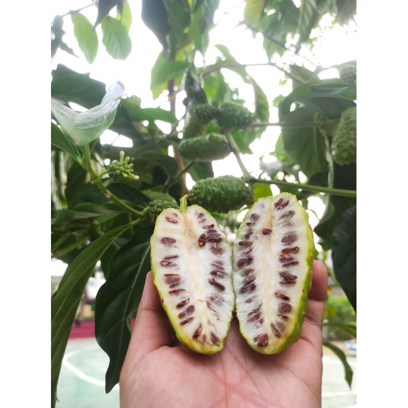 

Buah Mengkudu Segar| Buah sehat | Buah Terapi | Herbal | Obat Diabetes | Obat Herbal