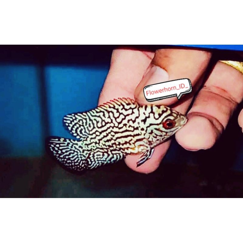 Paket 5ekor Burayak (F2/F3/V8/BlackKamfa/Goldenbase)