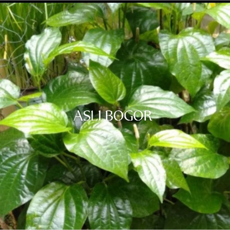 

Daun Karuk/Sirih Tanah Segar per 15 lembar.Dipetiik dadakan saat ada order.
