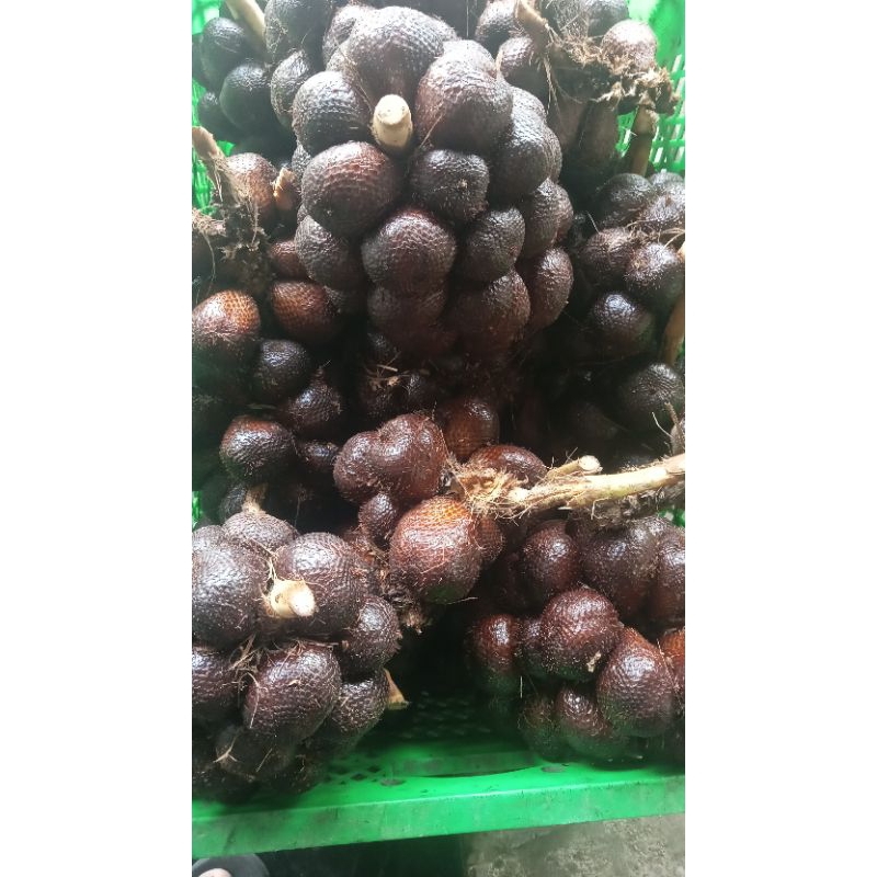 

Salak 10kg