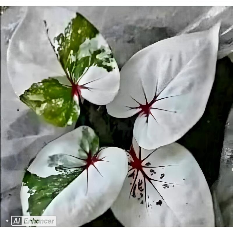 Tanaman Hias Keladi Thai Series Seven Diamond Bunga Hias Keladi Caladium Anakan Murah Merah BUKAN BO