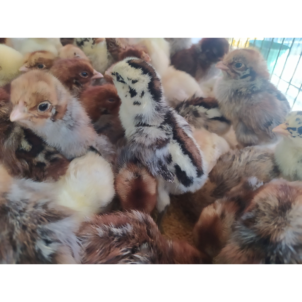 Doc ayam kampung arab anak ayam kampung arab 1 box isi 102 ekor paket 1 box anak ayam arab khusus ba