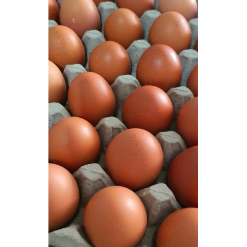 

Telor Ayam Negri 1kg Instan Bekasi HD Management