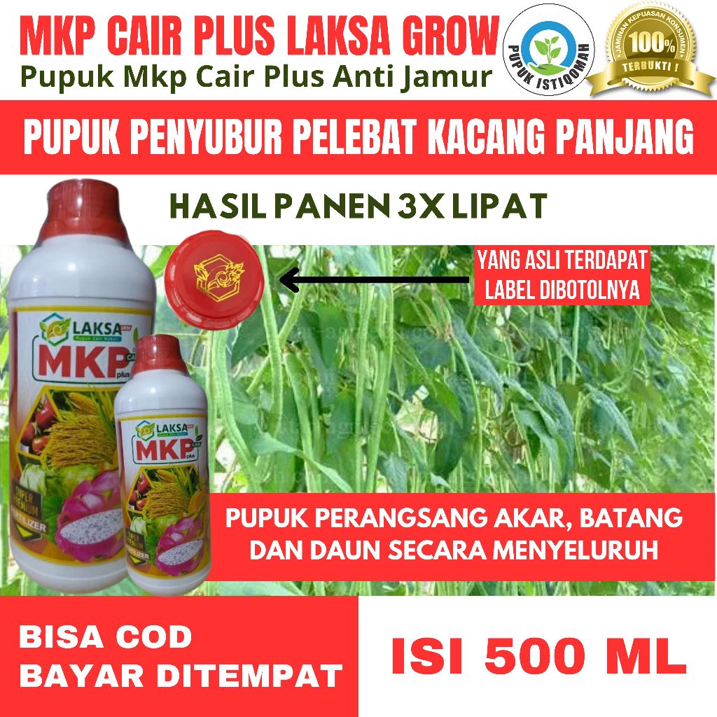 Pelebat Kacang Panjang Terbaik MKP CAIR PLUS LAKSA GROW Pupuk Kacang Panjang Lebat dan Banyak