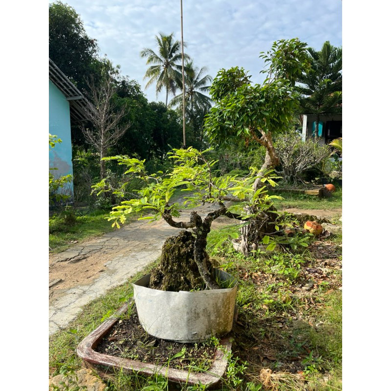 bonsai asem jawa