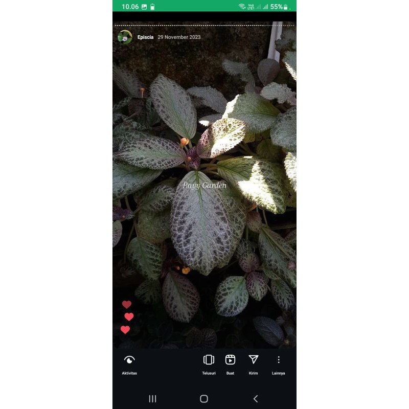 EPISCIA IMPORT BLUSHING LISA BUNGA KUNING KUNYIT