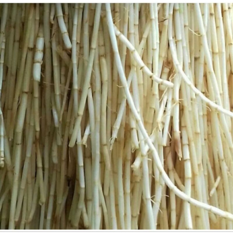 

500 GRAM AKAR ALANGALANG SEGAR / ALANG ALANG / AKAR EURIH