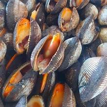 

Kerang bulu segar 500 gram